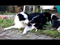 Cutest Border Collie Puppies in the World