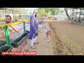 Biggest Goat Farm In India CLASSIC GOAT FARM |1000 Bakre Milege Yaha Padhga Bhiwandi |@Rizwankranti