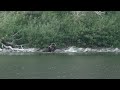 Grizzly Bear Kills Moose During Wedding - The Wedding Videographer's Take