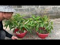 CREATIVE TECHNIQUE of propagating mango trees with Coca Cola brings unexpected results