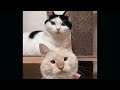 Try Not To Laugh 🤣 New Funny Cat And Dog Video 😹 - Funny Pets TV Part 2