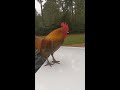 Crazy Rooster