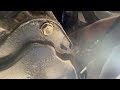 2005-2009 ford mustang transmission removal.  (Easy way)
