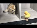 The daily life of ducklings and kittens is very interesting