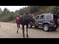 Friendly moose experience