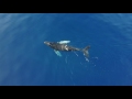 HUMPBACK WHALES MAUI - DJI Mavic Pro 4K - [Calf Plays While Mother Naps]