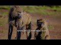 Cheeky baboon up to mischief in the wild