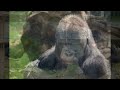 GORILLA SILVERBACK MATADI WILL BE REMEMBERED AS A LOVELY FATHER