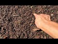 Planting garlic the easy way. How to grow big garlic cloves and how to easily plant it?