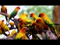 MAGNIFICENT ANIMAL WORLD | 4K HDR | Stunning Cinematic Music (vibrant palette)