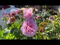 David Austin rose in full blooms (part 2)