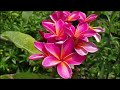 Planta con flores de colores flor de mayo plumeria rubra jazmín indio