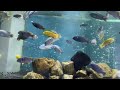 Gyo Gyo land aquarium