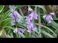 Sue's Walk through bluebells and birdsong