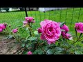 月季品种介绍：French Rose Leonardo Da Vinci | 粉色达芬奇 | Floribunda Rose | 丰花月季 | Rosa | 玫瑰 | 法国月季 | 小型藤本｜灌木月季