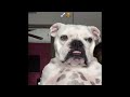 Funniest Animals 2024 😂 Best Funny Cats and Dogs 😻🐶 Part 7 | Cute Baby Dogs