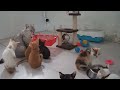 So Funny! Funniest Cats and Dogs 🤣😹 Funny And Cute Animal Videos 2024 😹🐱