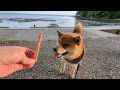 [Noto Peninsula] R6.5.18 18:00 Shiba Inu Taro walk around the Kujuku Bay campsite