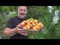 5 TIPS How to Grow a TON of Plums on ONE Small Tree!