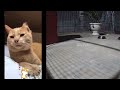 😘😘 Funny Dog And Cat Videos 😅😂 Funny Animal Moments # 14