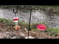 Hummingbirds, Chama NM-2020 Summer Season