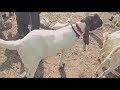 Pure Gulabi Kheera breeder / Top class Gulabi goats and Breeders / Bakra Mandi 2021 updates