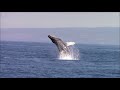 Best of Monterey Whale Watching