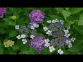 2024年6月15日大塚性海寺歴史公園 あじさい　Otsukasan shokaiji Temple, Hydrangea TempleJune 15, 2024