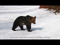 If You're Scared of Bears, DON'T WATCH THIS VIDEO!