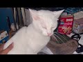 My Cat Had To Sue McDonalds For False Advertising | (Ep.141)