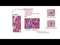 Spleen: Histology