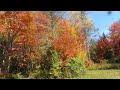 Vermont Fall foliage. 2022