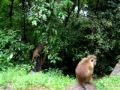 Sri Lankan monkeys