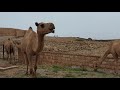 RUINS of SUMHURAM(Khor Rori)||A UNESCO World Heritage Site||Salalah, Oman