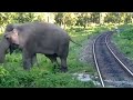Elephant attacks Passenger Train