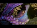 Giant Pacific Octopus Mama by John Roney, Enteroctopus dofleini, OctoNation