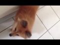 Pomeranian overprotective of his toy