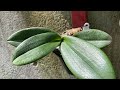 🔵MOSTRANDO A ORQUÍDEA QUE CONSEGUI RECUPERAR + AS PHALAENOPSIS PINTADINHAS‼️