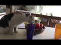 Ultimate Funny Cats Compilation🐾🐾1H |2024