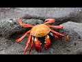 Galápagos Islands | Best Places to Visit | Santa Cruz Island [No Talking]【エクアドル サンタクルス島 ガラパゴス諸島】