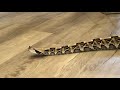 Gaboon viper facts!