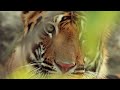 How a Mother Tiger Raises Three Stubborn Cubs | Our World