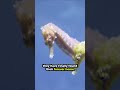 Perfect Seahorse Setup - *Hand Feeding*