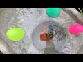 Catch The Cutest Baby Turtles, Color Fish, Three Tailed Fish, Koi Fish, Betta Fish, Guppies