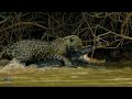 Antílope E A Difícil Jornada Por Rios Cheios De Crocodilos Gigantes! | Animais Selvagens