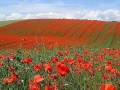 In Flanders Fields by John McCrae (May 1915)