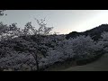 2022 Sakura and Sunset at Ikoinomori Park