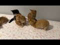 (7 week old) Maine Coon Kittens sleeping, mom cat with kittens, Red Maine coons, Black Smoke kitty