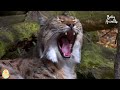 Wildlife Animals Sounds Compilation: Cats, Dogs, Horses, Elephants, Cows