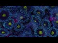 Tangerine Reef - The Audiovisual Album by Animal Collective & Coral Morphologic (Official Film)